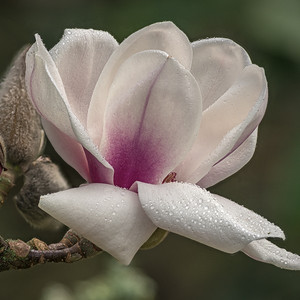 Magnolia Athene c3 60-80cm