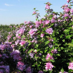 Ketmia syryjska, hibiskus (Hibiscus syriacus) Duc de Brabant c2 40-50cm