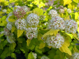 Pęcherznica kalinolistna (Physocarpus opuliofolius) Nugget c2 60-80cm