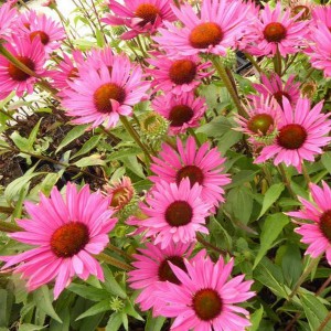 Jeżówka purpurowa (Echinacea) Js Roho sadzonka