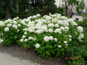 hortensja drzewiasta - Hydrangea arborescens Anabelle c2