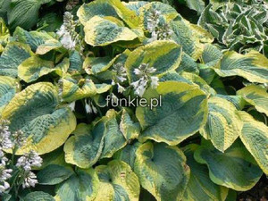 funkia - Hosta Maple Leaf c1