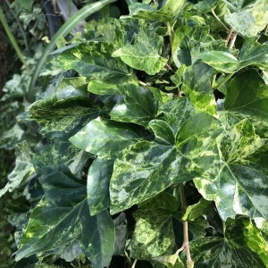 Bluszcz pospolity (Hedera hellix) Profesor Seneta sadzonka 30 cm cm