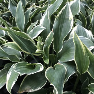 Funkia (Hosta) Chantilly Lace sadzonka