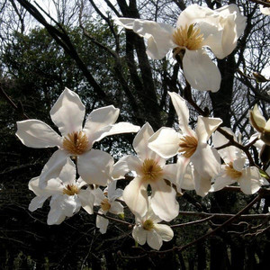 Magnolia japońska (Magnolia kobus) c3 100-140 cm