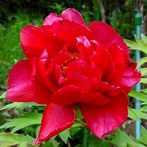 Piwonia drzewiasta (Paeonia suffruticosa) odm. chińska czerwona sadzonka