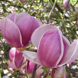 (Magnolia pośrednia (Magnolia Soulangeana) Rustica Rubra c3 80cm