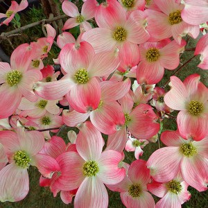 Dereń kwiecisty (Cornus florida) c2 40cm