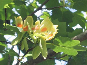 tulipanowiec amerykański - liriodendron 90-100cm