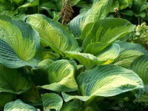 Funkia (Hosta) Colour Glory