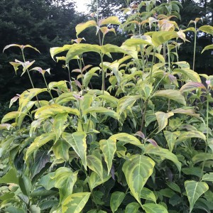 Dereń (Cornus x rutgersensis) Celestial Shadow c7,5 170-200cm