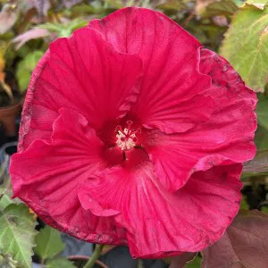 Hibiskus bylinowy (Hibiscus) Summer In Paradise p12