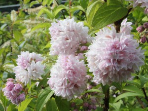 Żylistek mieszańcowy (Deutzia) Pink Pom-Pom c2,5 40-50cm