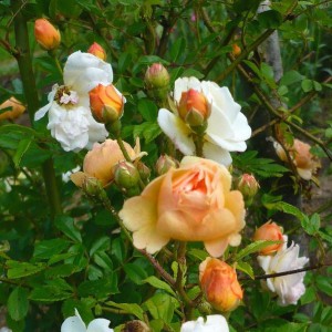 Róża pnąca (Rosa) Ghislaine de Feligonde (Gizelka) żółta c2 60cm