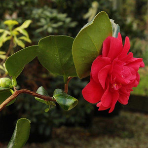 Kamelia japońska (Camellia japonica) Curly Lady sadzonka 20-50cm