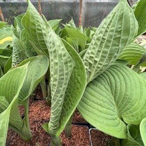Funkia (Hosta) Jurassic Park sadzonka