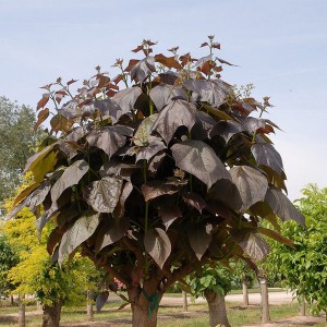 Katalpa, surmia (Catalpa x erubescens) Purpurea c3 w formie drzewka 120 cm