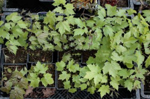 Świecznica (Cimicifuga, Actaea) cordifolia c1 sadzonka