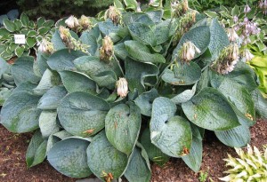 Funkia (Hosta) Love Pat