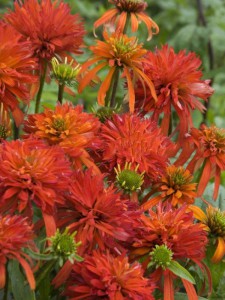 jeżówka purpurowa - Echinacea Summer Samba