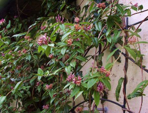 Wiciokrzew Henry'ego (lLonicera henryi) zimozielone pnącze 80 cm