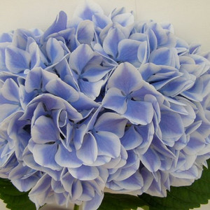 Hortensja ogrodowa (Hydrangea) Peppermint (Forever & Ever) c3 25-35cm