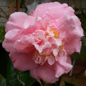 Kamelia japońska (Camellia japonica) Tiffany c3120-140cm