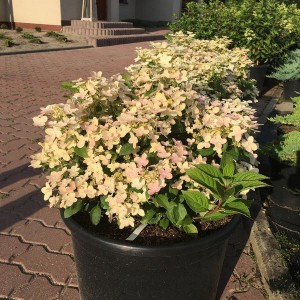 Hortensja bukietowa (Hydrangea) Polestar c2 15-25cm