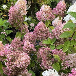 Hortensja bukietowa (Hydrangea paniculata) Living Sugar Rush 20-35 cm c2