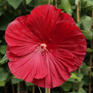 Hibiskus bylinowy (Hibiscus) Cranberry Crush sadzonka