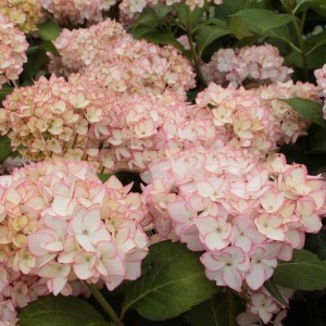 Hortensja ogrodowa (Hydrangea) Mirai c4 30-40cm