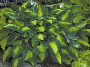 funkia - Hosta Captain Kirk