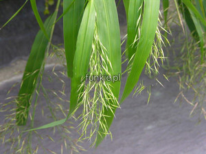 trawa bambusowa - Hakonechloa macra - zielona Greenhills