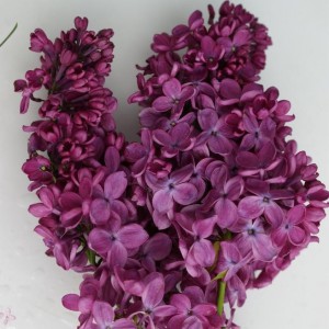 Bez - lilak pospolity (Syringa) Znamya Lenina c3 50-60cm