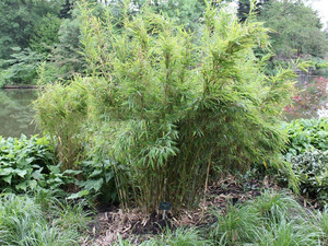 Bambus krzewiasty, parasolowaty (Fargesia murielae) c2 50-70cm