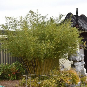 Bambus Bisseta - Fylostachys Bisseta (Phyllostachys bissetii) c2 20-30cm