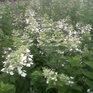 Hortensja bukietowa (Hydrangea) Mega Pearl c3 25-40cm