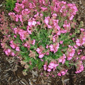 Lepnica (Silene x robotii) Rolly's Favourite sadzonka