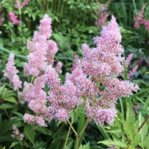 Tawułka japońska (Astilbe japonica) jasnoróżowac2
