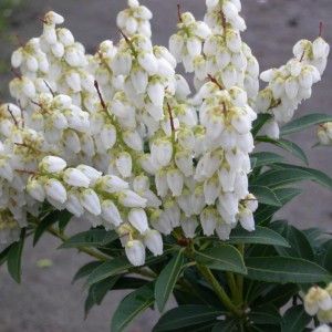 Pieris japoński (Pieris japonica) Debutante sadzonka