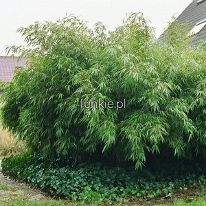 Bambus mrozoodporny Fargesia rdzawa, rozłożysta (Fargesia rufa) c2 60-80cm