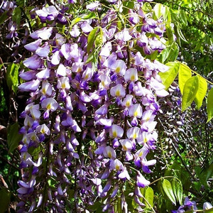 Glicynia kwiecista (Wisteria floribunda) Royal Purple c2 100-130cm