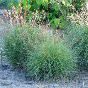 Miskant chiński (Miscanthus sinensis) Cut One sadzonka
