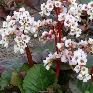 Bergenia sercolistna (Bergenia cordifolia) Jelle sadzonka