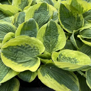 Funkia (Hosta) Christmas Pageant sadzonka