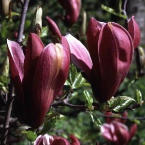 Magnolia purpurowa Nigra c3 40-50cm