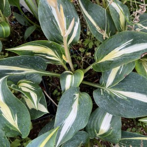 Funkia (Hosta) Magic Island sadzonka p9