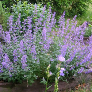 Kocimiętka (Nepeta racemosa) Walker's Low sadzonka