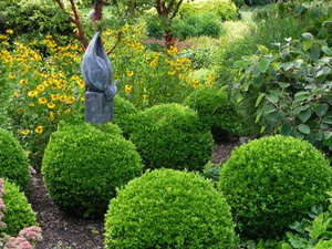 Bukszpan (Buxus sempervirens) - zestaw 25 sadzonek