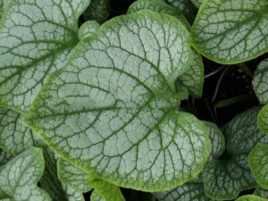 brunera wielkolistna (Brunnera macrophylla) Jack Frost